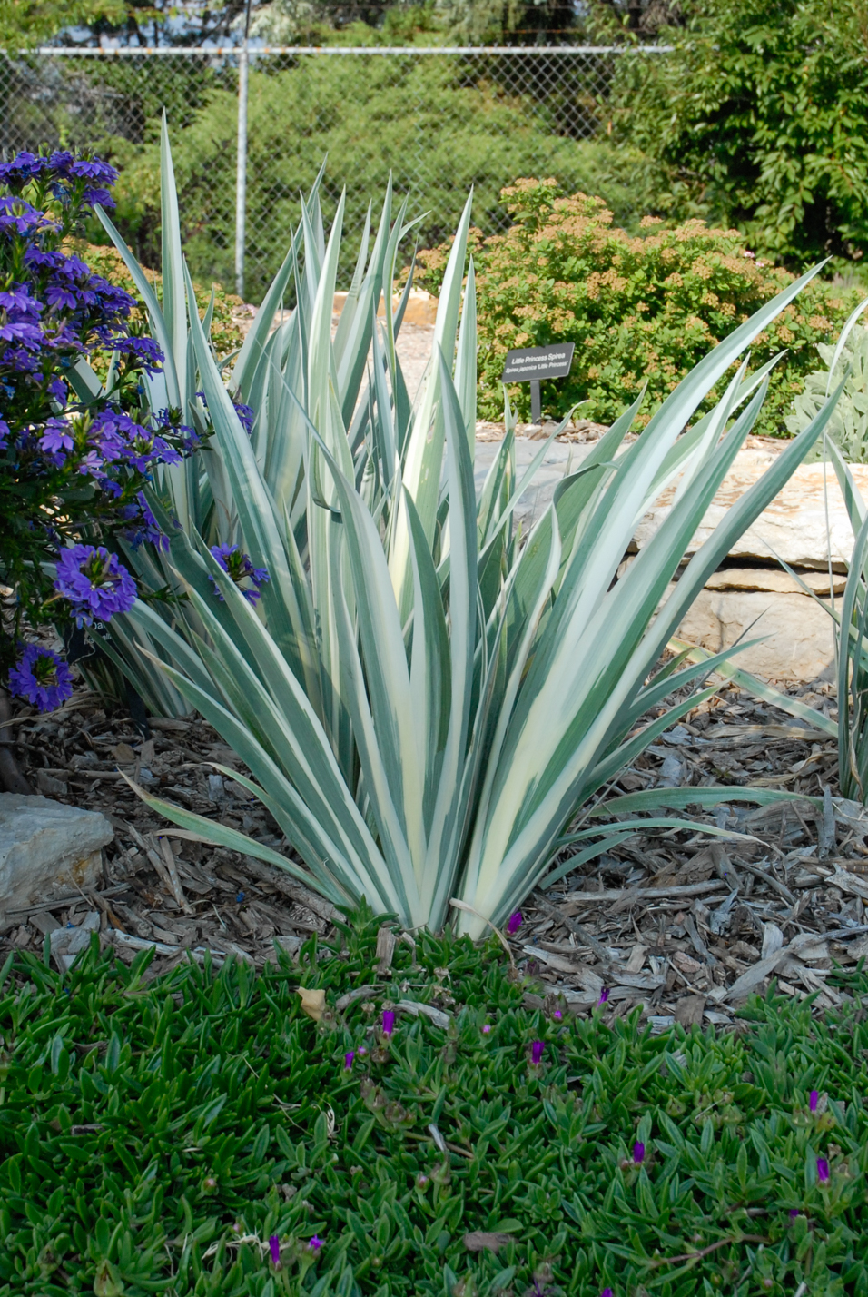 White Dalmatian Iris